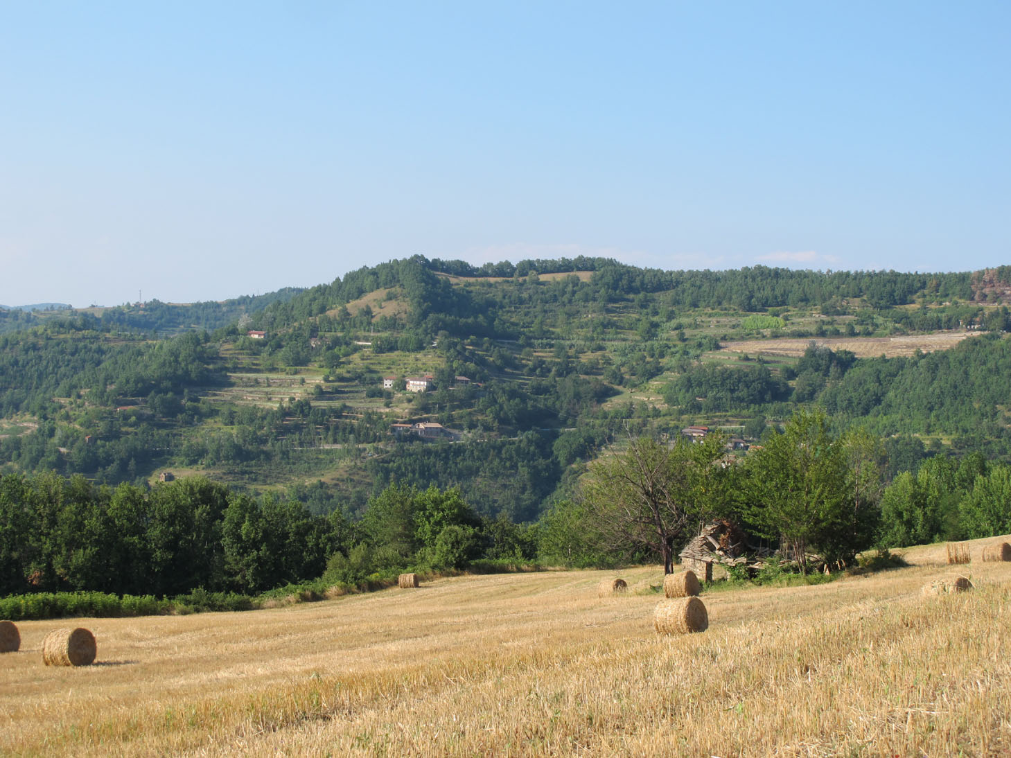 campo grano